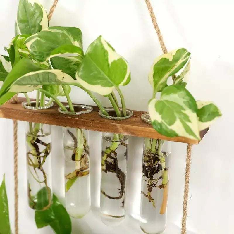 Wall Hanging Test Tube Propagation Station